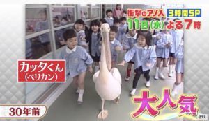 カッタくんの死因 子孫 名前 を見られる動物園は 日本平動物園 New Journal